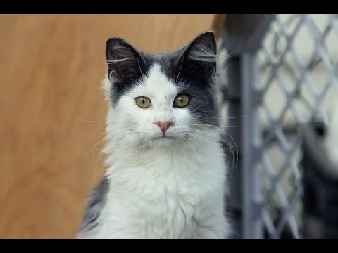 $50,000 for 50,000 Cats Challenge Match!