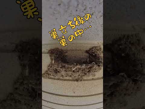 園芸 ツバメの巣シダ