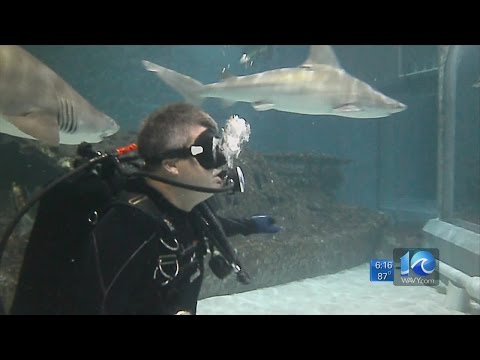 Andy Fox swims with the sharks
