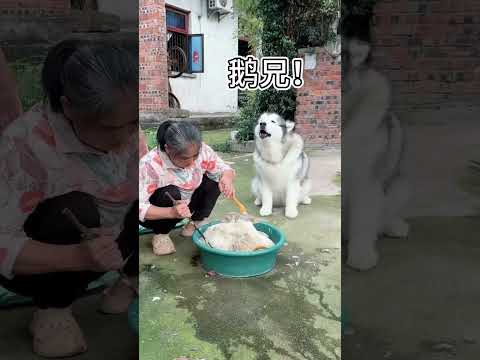 A Day Full of Love With My Fluffy Husky Family 🐕❤️