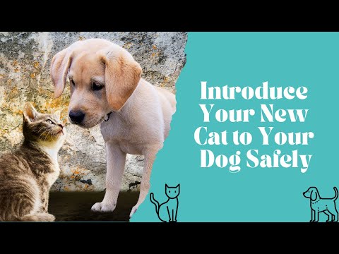 Introducing a New Cat or Kitten to Your Dog  - The Safe Way