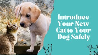 Introducing a New Cat or Kitten to Your Dog  - The Safe Way