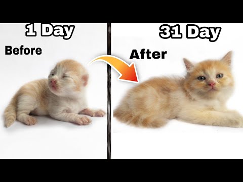 How do persian cats grow ? 🔥 | persian cat growth stages | persian kitten time lapse