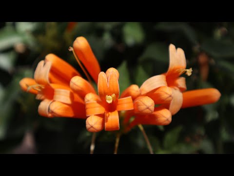 , title : 'Pyrostegia venusta - Liana de Fuego - Bignonia de Invierno - Flor de San Juan - Trompetero Naranja'