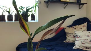 In Loving Memory of My Orchids Passed: Semi-Hydroponics (Part 6)
