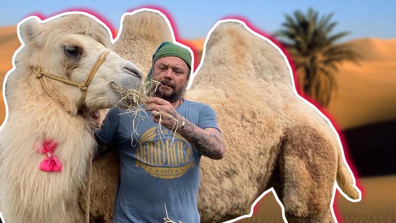 O CAMELO SOBREVIVE SEM ÁGUA? | RICHARD RASMUSSEN