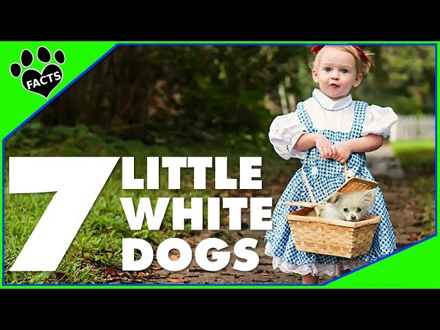 Pronúncia de vídeo de Sealyham terrier em Inglês