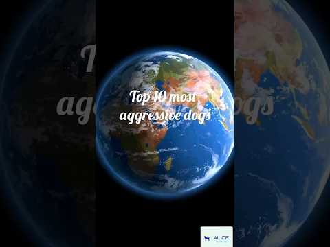 Top 10 most aggressive dogs/ #dog #alice #shorts