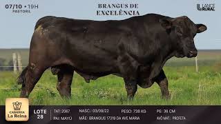 LOTE 28  2067