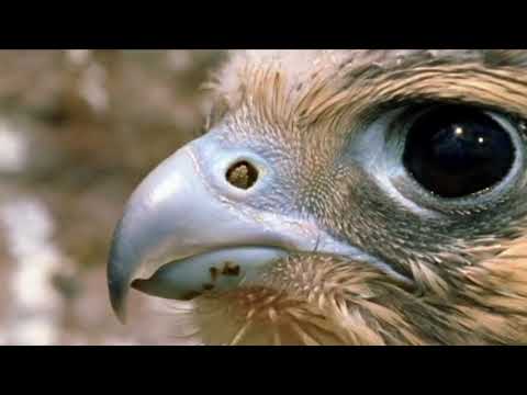 khabib nurmagomedov (Muslim) most dramatic video