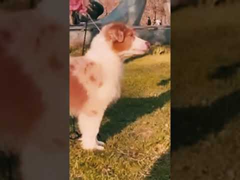 Australian Shepherd puppy for sale