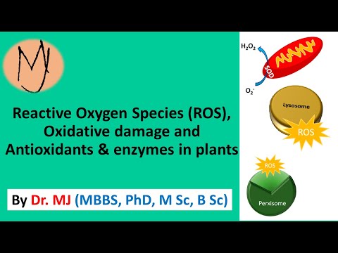 Reactive oxygen species ROS, oxidative stress, antioxidant system @DoctorTutors