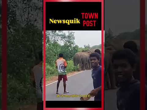 चाकुलिया की सड़क पर पहुंचे 4 जंगली हाथी, मची अफरा-तफरी, रुका ट्रैफिक | Jamshedpur Elephant News
