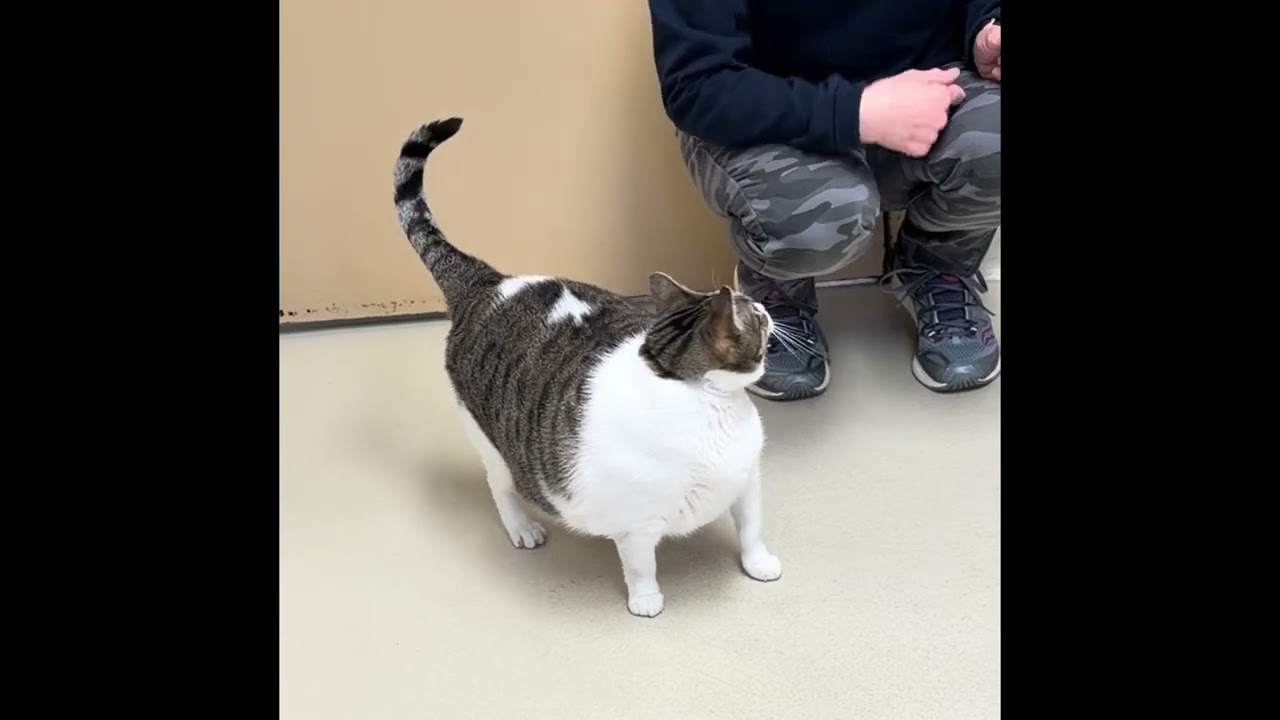 Enlarge Lucy- #50299, a ADOPTABLE Domestic Short Hair in Columbia, MD video 3/4