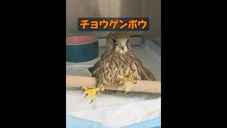 母親の愛はどれほど偉大なものだろうか？ #animals #動物プロダクション #自然 #動物 #癒し