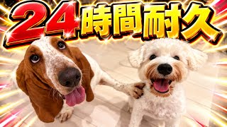 【配信中】ニート部フェス直前！24時間リレー配信！【#ニート部24hリレー配信】