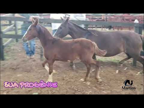 Exímio de Três Corações e sua Progênie.