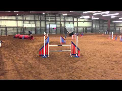 König's AKC Excellent Jumpers Title Run 2.7.2016