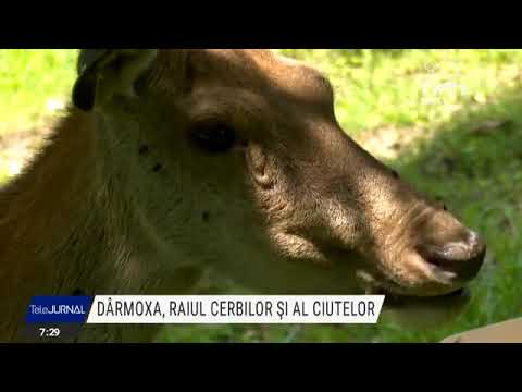 Suceava: Dârmoxa, raiul cerbilor și al ciutelor