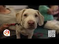 The Valley Toyota Dealers and ABC15 Pet Drive: Keeping furbabies and families together