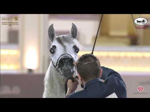 N 124 NAJLA UMM ALUDHAM   Katara International Arabian Horse Festival   Mares 4 6 Years Old Class 7A