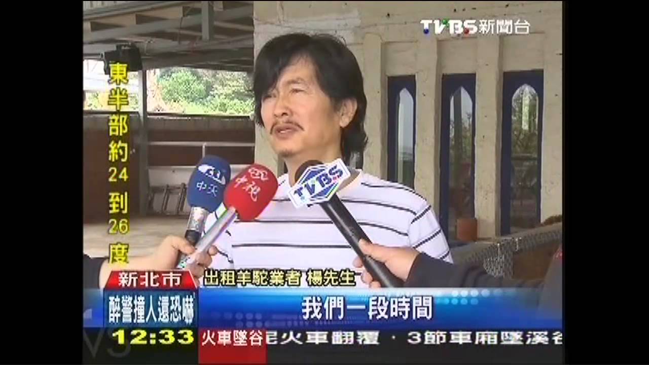 出租「草泥馬」照顧不周？　咖啡館恐遭罰