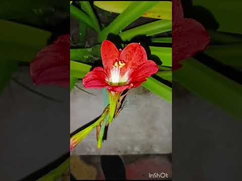 Flower #youtubeshorts#shortvideo#shorts#viral#foryou#flower