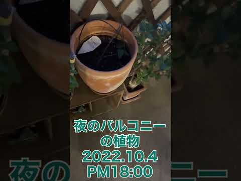 長いバルコニーのレイアウト 2022: 外観を飾るために Web から収集した最高のアイデア  庭園