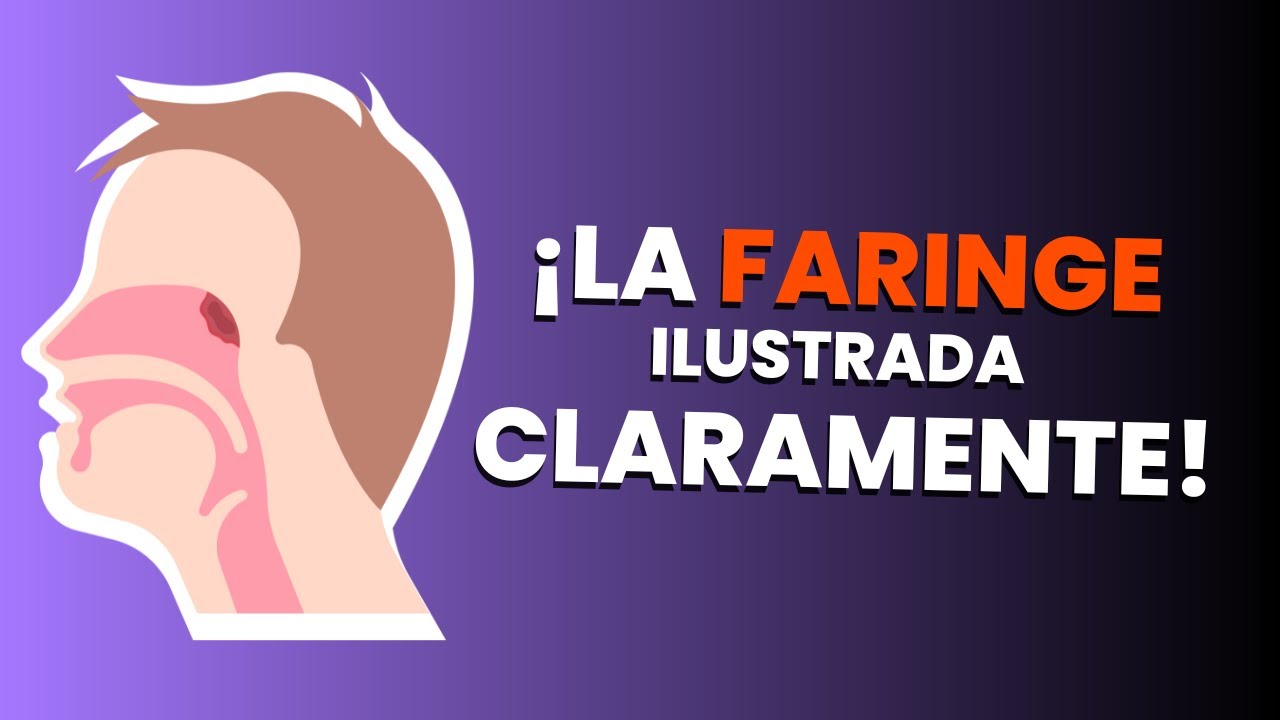 Anatomía de la FARINGE ilustrada y explicada CLARAMENTE