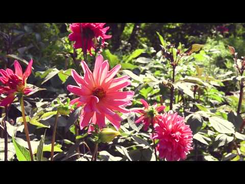 Vackra dahlior em Botaniska 2018