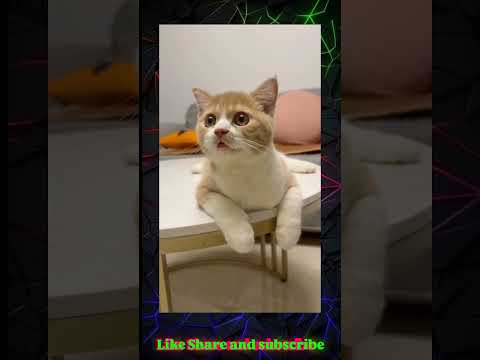 He is very serious #catvideos #funny #viralvideo #funnyvideo #funnyviral #animals #trending