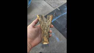 Make Your Own Tree Fork Slingshot #shorts