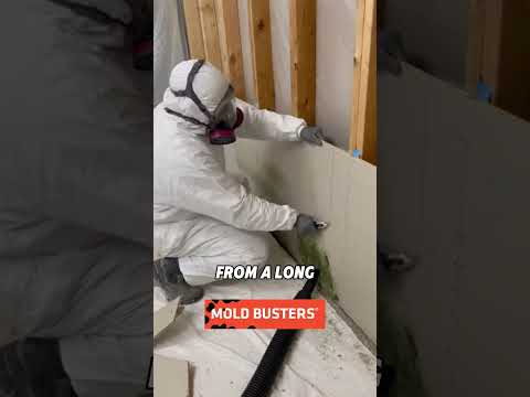 A Day in the Life of a Mold Remediation Technician 🛠️🦠 | Safe Basement Mold Removal