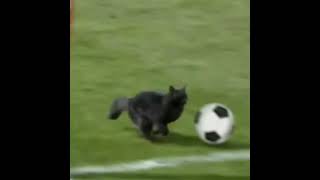 Download lagu Ankara messi 😂 mp3