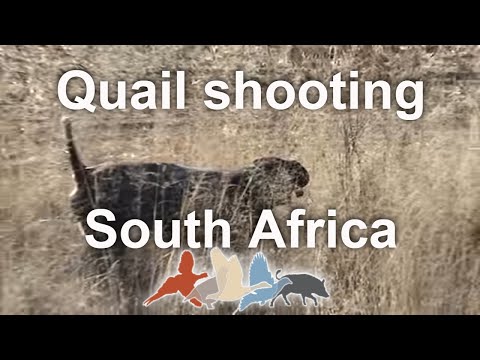 Quail shooting in South Africa 2023 over German shorthaired pointer