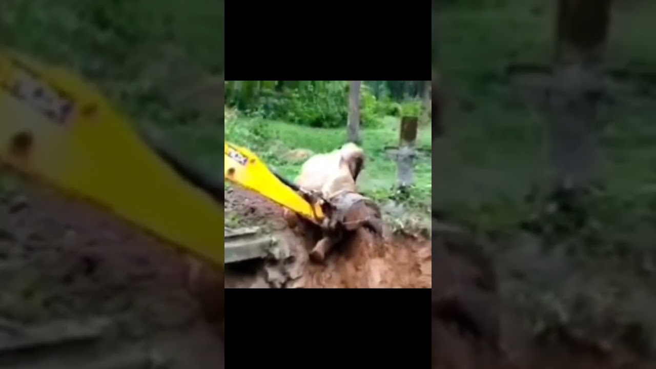 #Shorts #心のつばさ