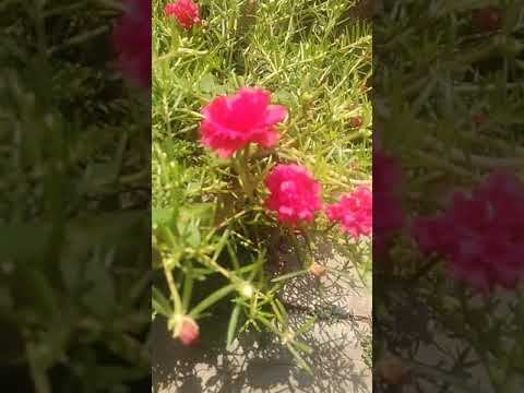 Full of pink colour flowers in garden❤️❤️❤️❤️❤️❤️