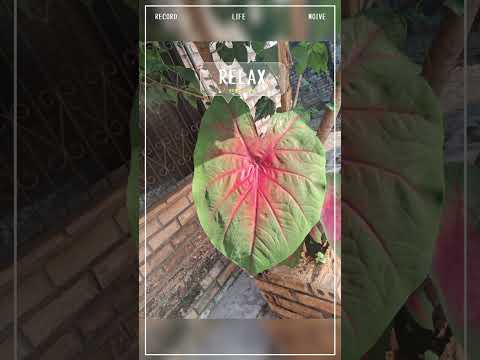 Em Zé Doca, Maranhão!