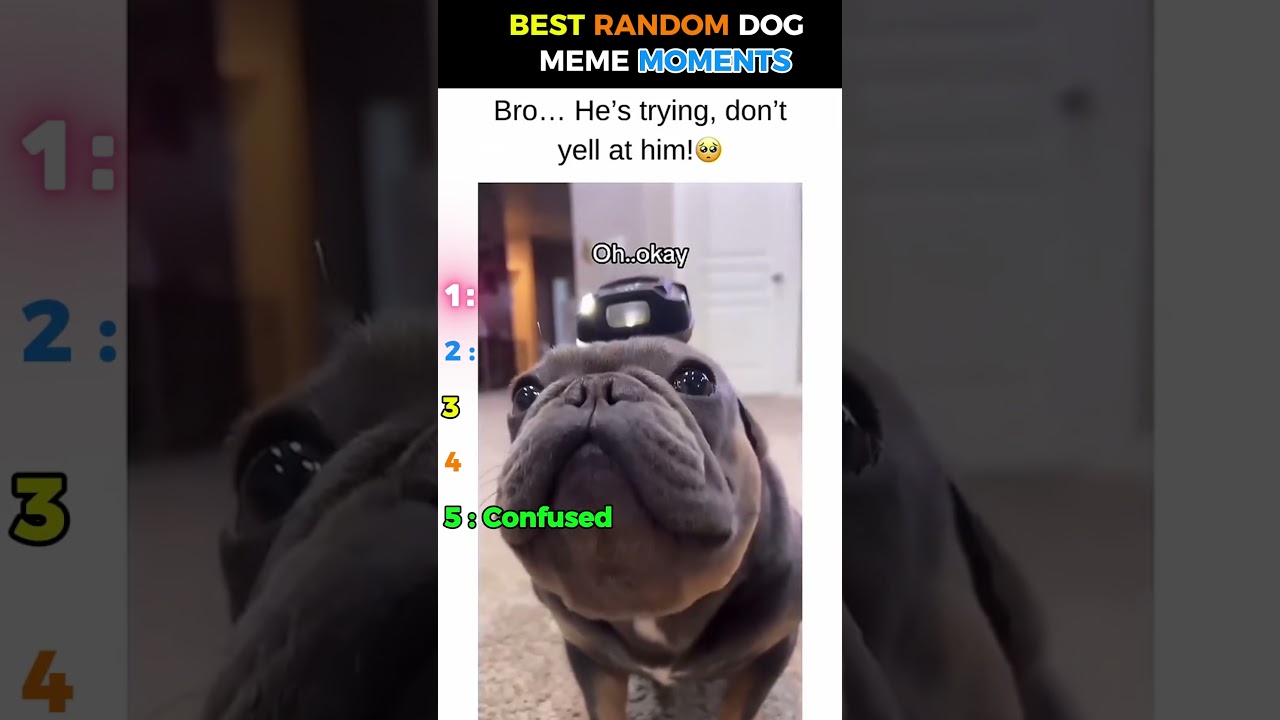 Funniest Dog Memes Compilation 🤣