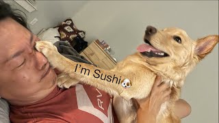 【Sushi】寝転ぶのって好き