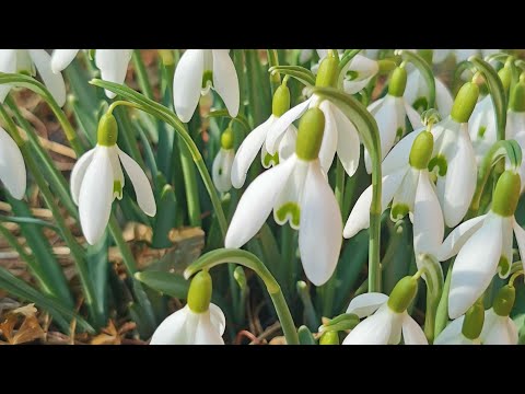 Erste Frühlingsboten Echte Schneeglöckchen