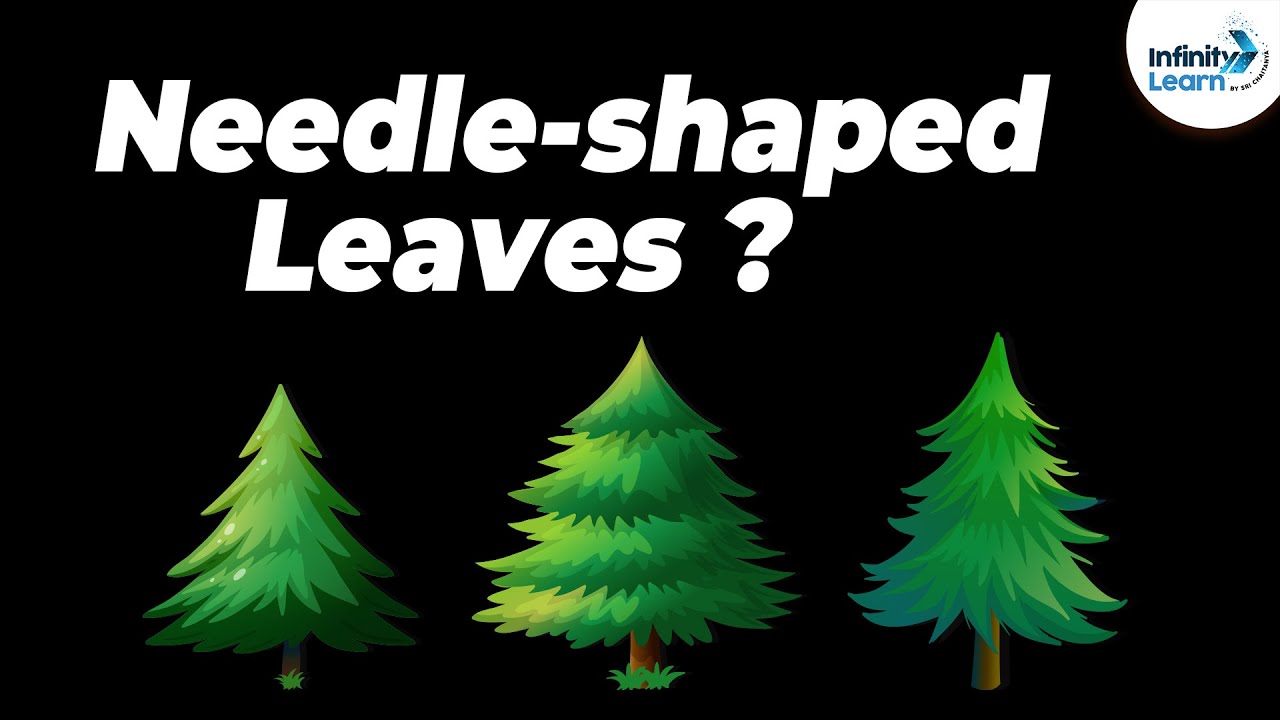What kind of trees have needles instead of leaves? More REF