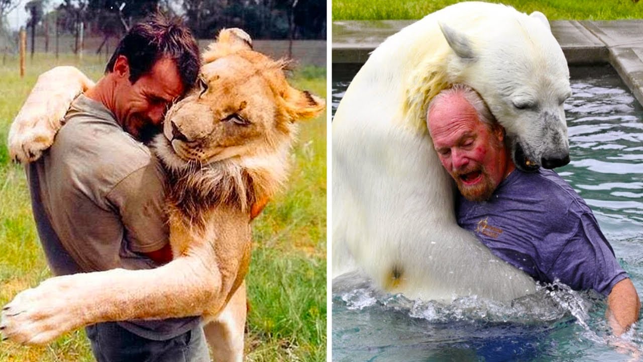 Невероятная дружба людей и хищных животных. Дружба людей и животных. Дружба животных с человеком. Кевин ричардсон и тигр. Дружба людей и животных.