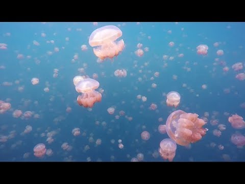 Lazy Lizzard Gang - Crocodile Ganja 2