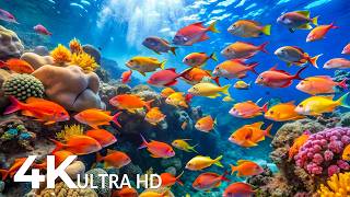 The Best 4K Aquarium - Explore the Underwater World and Beautiful Coral Reef Fish for Deep Sleep #84