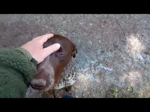 Deutsch Kurzhaar im Wald ohne Leine ll