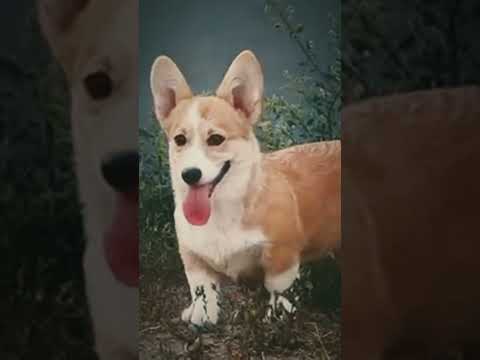 Welsh Corgi puppy for sale