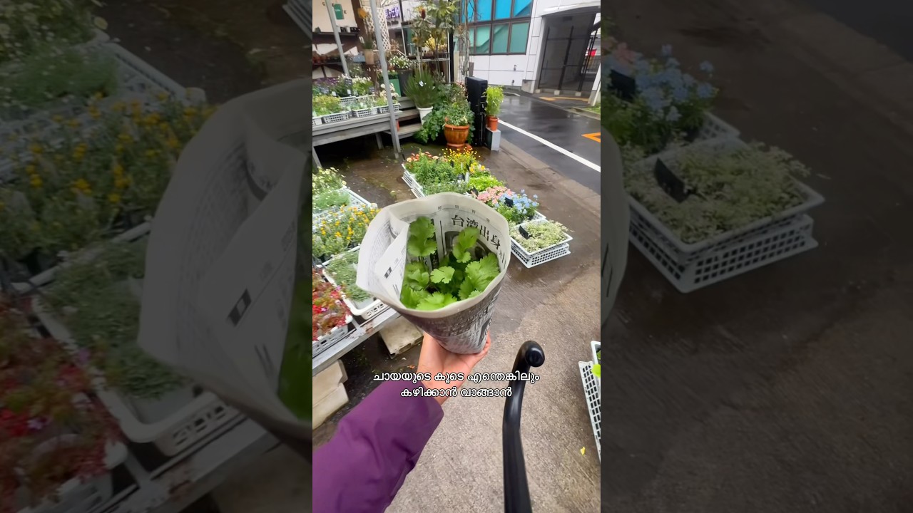 മഴയുള്ള ഒരു ദിവസത്തിൽ ഒരു നടീൽ #japanmalayalam #minivlog #tea #shopping @japanjangoo