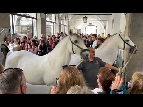Wien Spanische Hofreitschule Auslauf der Lipizzaner Österreich