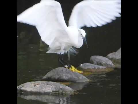 野鳥への餌やりはいつやめるべきですか?春のお手入れ方法は？  庭園